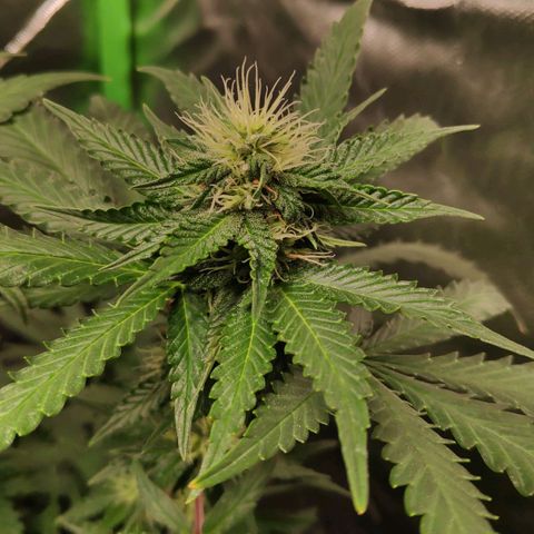 Sour Diesel 2 growlog timeline photo