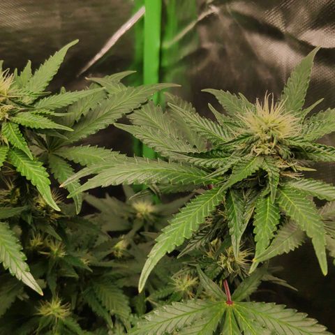 Sour Diesel 2 growlog timeline photo