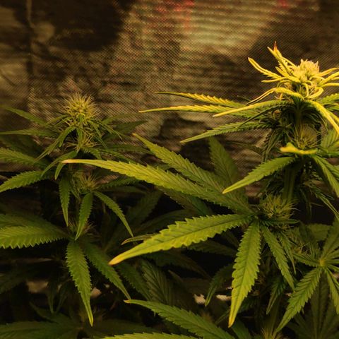 Sour Diesel 1 growlog photo: One of the top buds are light burning, it's is visible when comparing the two top buds of the same plant.
