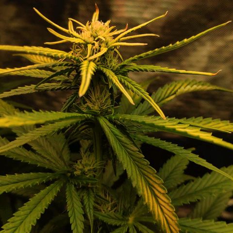 Sour Diesel 1 growlog photo: One of the top buds are light burning, it's is visible when comparing the two top buds of the same plant.