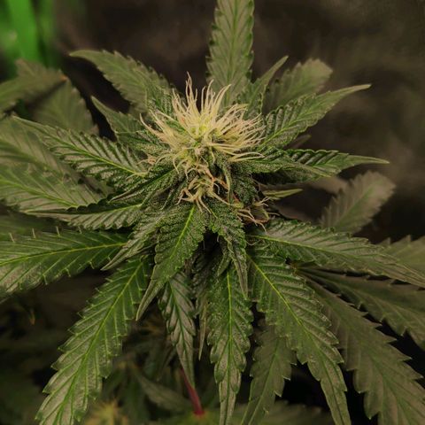 Sour Diesel 2 growlog timeline photo