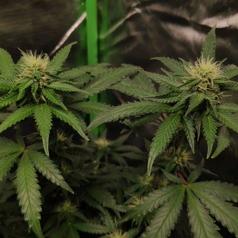 Sour Diesel 2 growlog timeline photo