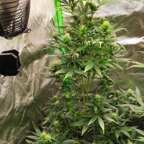 Sour Diesel 1 growlog timeline photo