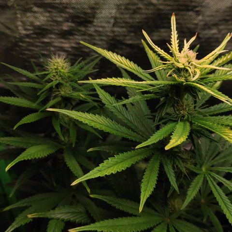 Sour Diesel 1 growlog timeline photo