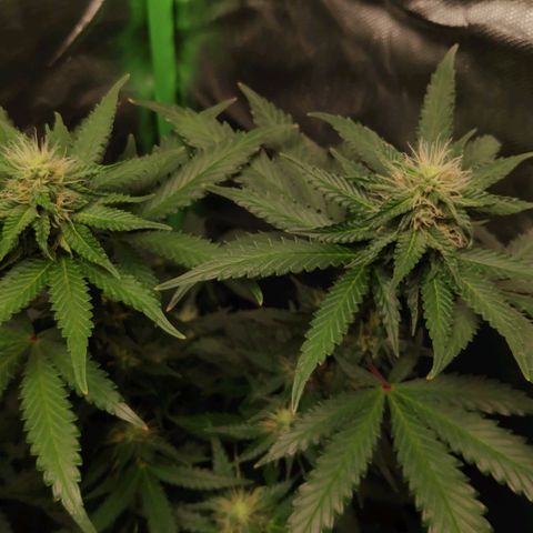 Sour Diesel 2 growlog timeline photo