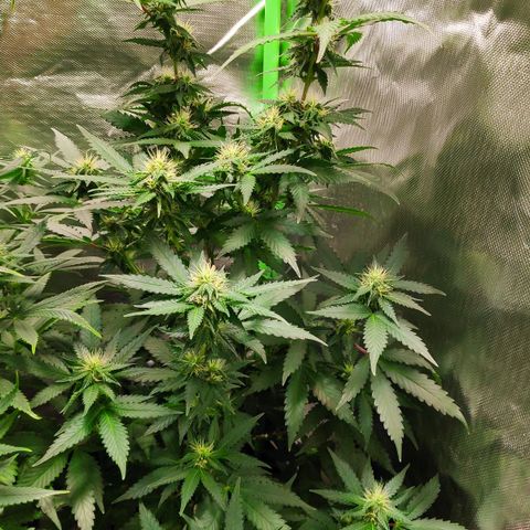 Sour Diesel 2 growlog timeline photo