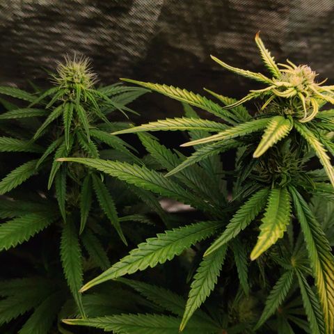 Sour Diesel 1 growlog photo: A little close-up on the other top bud — the one that isn't light burned.