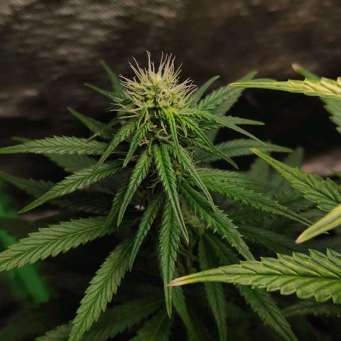 Sour Diesel 1 growlog photo: A little close-up on the other top bud — the one that isn't light burned.