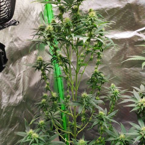 Sour Diesel 1 growlog photo: A little close-up on the other top bud — the one that isn't light burned.