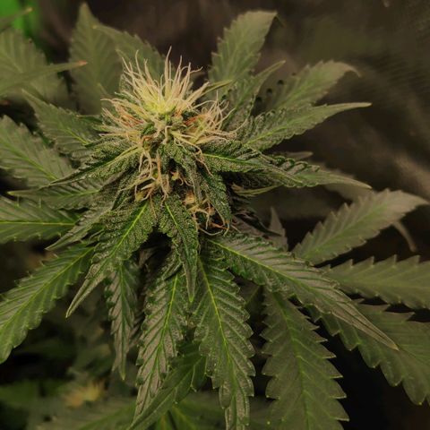 Sour Diesel 2 growlog timeline photo
