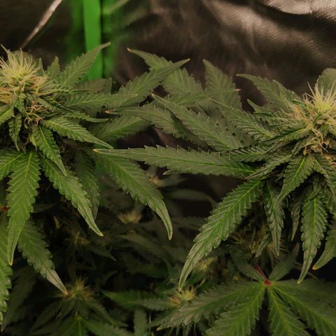 Sour Diesel 2 growlog timeline photo