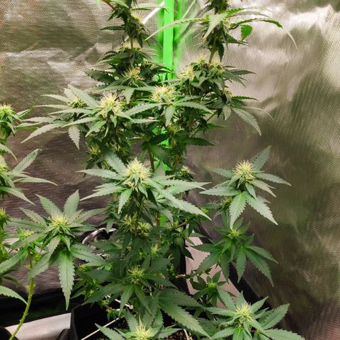 Sour Diesel 2 growlog timeline photo