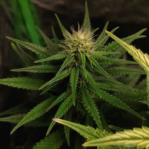 Sour Diesel 1 growlog timeline photo