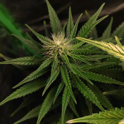 Sour Diesel 1 growlog timeline photo