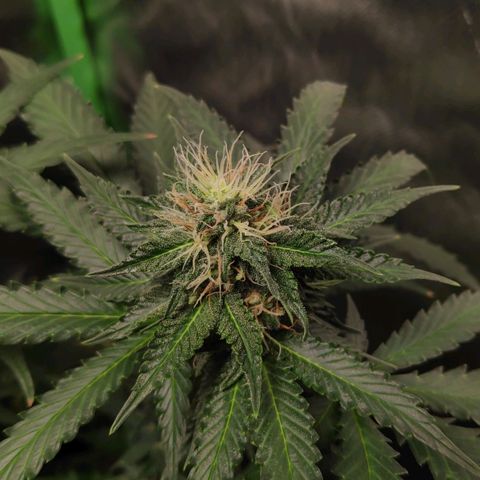 Sour Diesel 2 growlog timeline photo