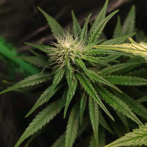 Sour Diesel 1 growlog timeline photo