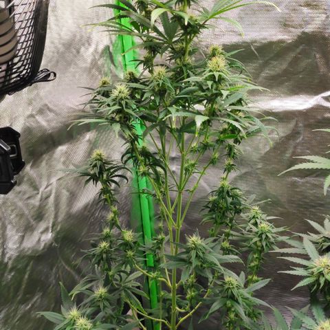 Sour Diesel 1 growlog timeline photo