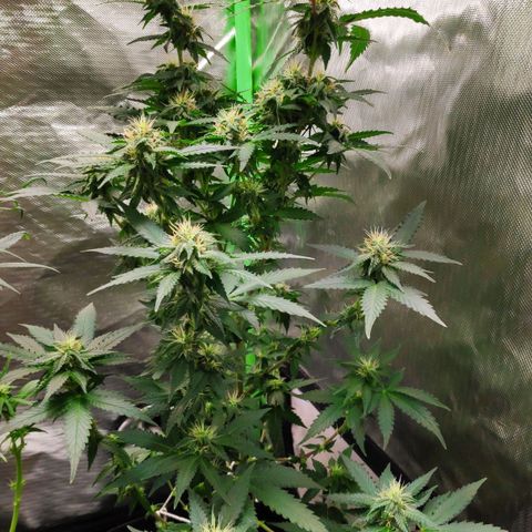 Sour Diesel 2 growlog timeline photo