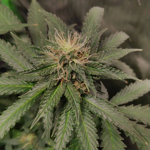 Sour Diesel 2 growlog timeline photo