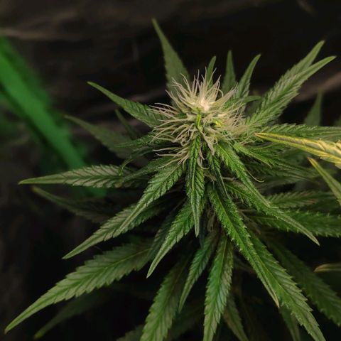 Sour Diesel 1 growlog timeline photo