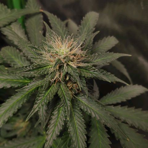 Sour Diesel 2 growlog timeline photo