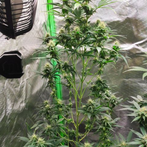 Sour Diesel 1 growlog timeline photo
