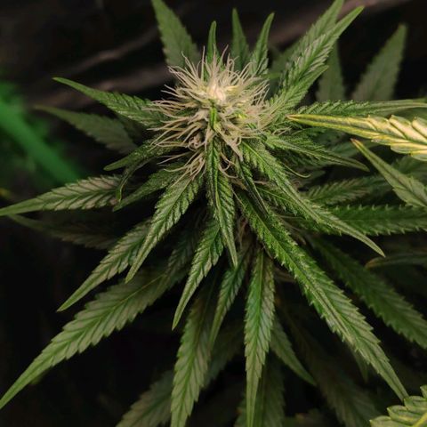 Sour Diesel 1 growlog timeline photo