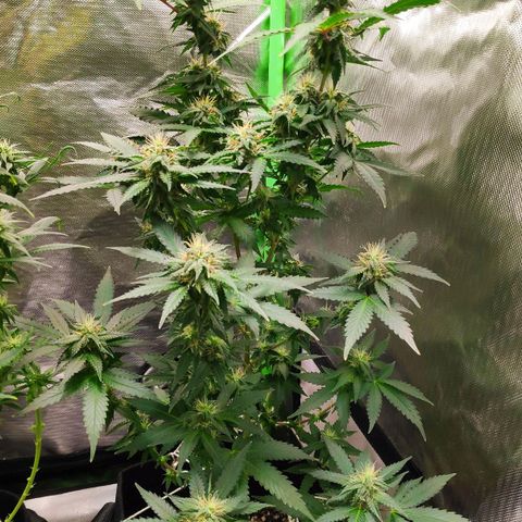 Sour Diesel 2 growlog timeline photo