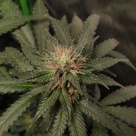 Sour Diesel 2 growlog timeline photo