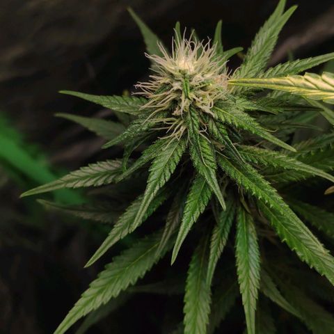 Sour Diesel 1 growlog timeline photo