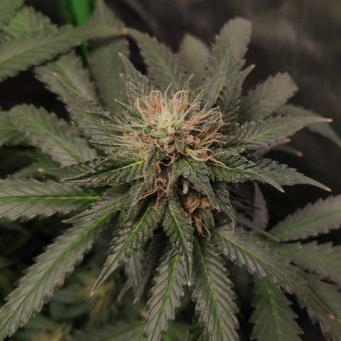 Sour Diesel 2 growlog timeline photo