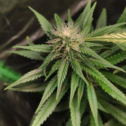 Sour Diesel 1 growlog timeline photo