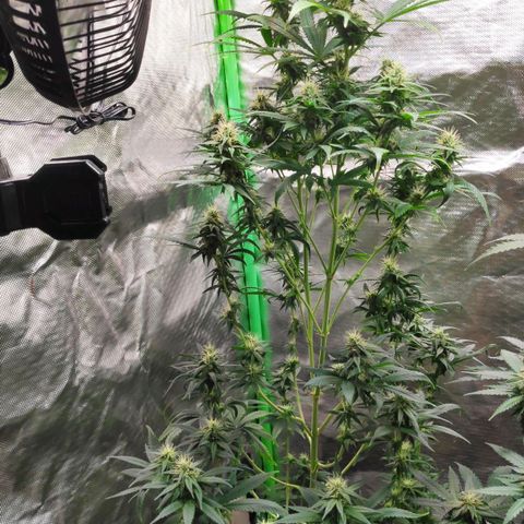 Sour Diesel 1 growlog timeline photo