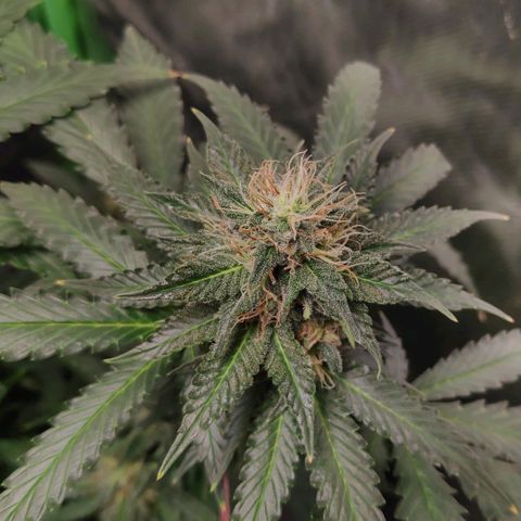 Sour Diesel 2 growlog timeline photo