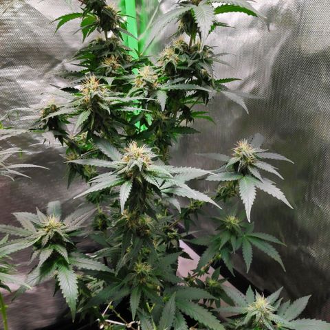 Sour Diesel 2 growlog timeline photo