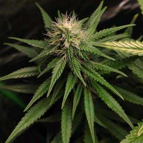 Sour Diesel 1 growlog timeline photo