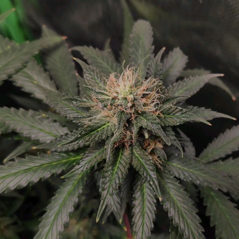 Sour Diesel 2 growlog timeline photo