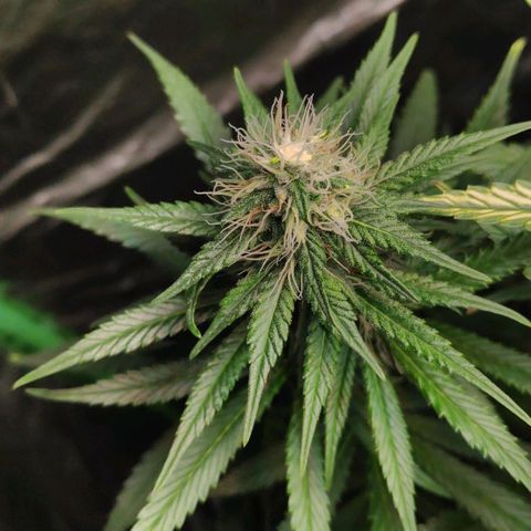 Sour Diesel 1 growlog timeline photo