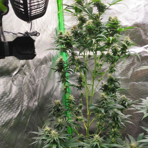 Sour Diesel 1 growlog timeline photo