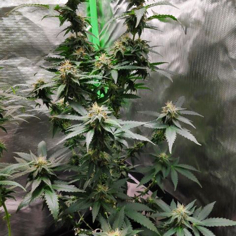 Sour Diesel 2 growlog timeline photo