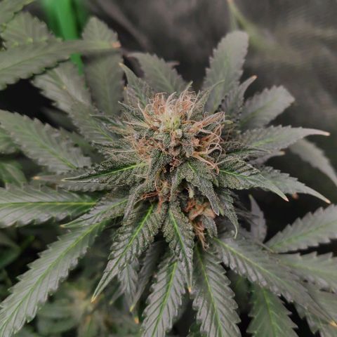 Sour Diesel 2 growlog timeline photo