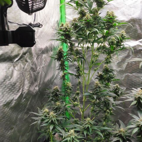 Sour Diesel 1 growlog timeline photo