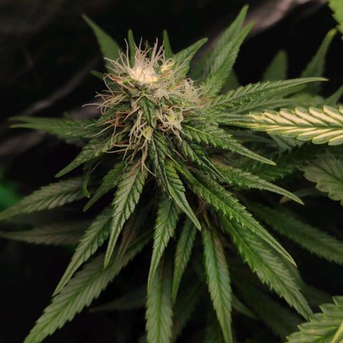 Sour Diesel 1 growlog timeline photo