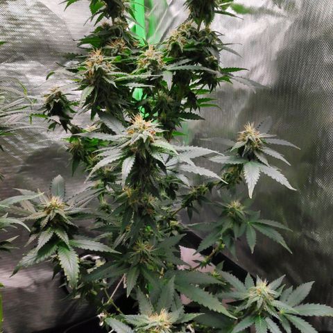 Sour Diesel 2 growlog timeline photo