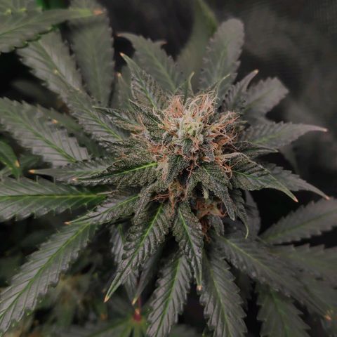 Sour Diesel 2 growlog timeline photo