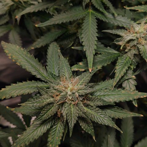 Sour Diesel 2 growlog photo: There were some brown spots on the leaves.
