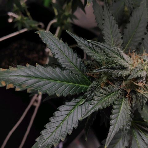 Sour Diesel 2 growlog photo: There were some brown spots on the leaves.