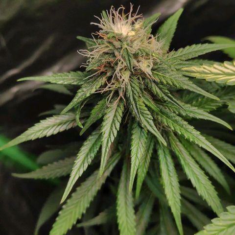 Sour Diesel 1 growlog timeline photo