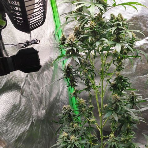 Sour Diesel 1 growlog timeline photo