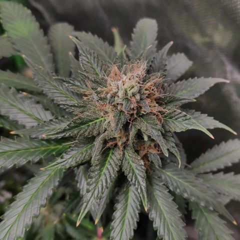 Sour Diesel 2 growlog timeline photo